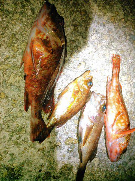 癒しのメバリーング❤